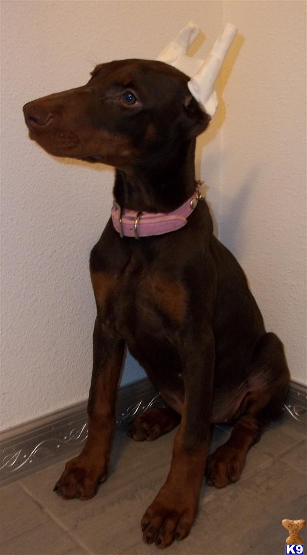 Doberman Pinscher Puppies